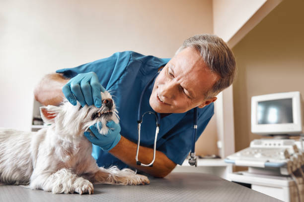 Best Emergency Dental Care for Trauma or Injury in Altamont, KS